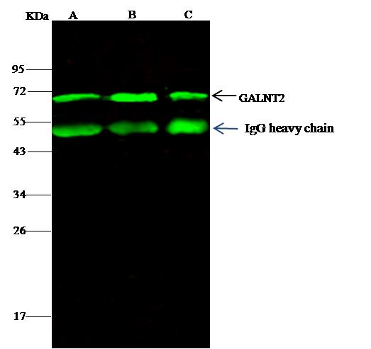 GALNT2 Antibody - GALNT2 was immunoprecipitated using: Lane A: 0.5 mg A549 Whole Cell Lysate. Lane B: 0.5 mg Hela Whole Cell Lysate. Lane C:0.5 mg U87MG Whole Cell Lysate. 4 uL anti-GALNT2 rabbit polyclonal antibody and 15 ul of 50% Protein G agarose. Primary antibody: Anti-GALNT2 rabbit polyclonal antibody, at 1:100 dilution. Secondary antibody: Dylight 800-labeled antibody to rabbit IgG (H+L), at 1:5000 dilution. Developed using the odssey technique. Performed under reducing conditions. Predicted band size: 71 kDa. Observed band size: 71 kDa.
