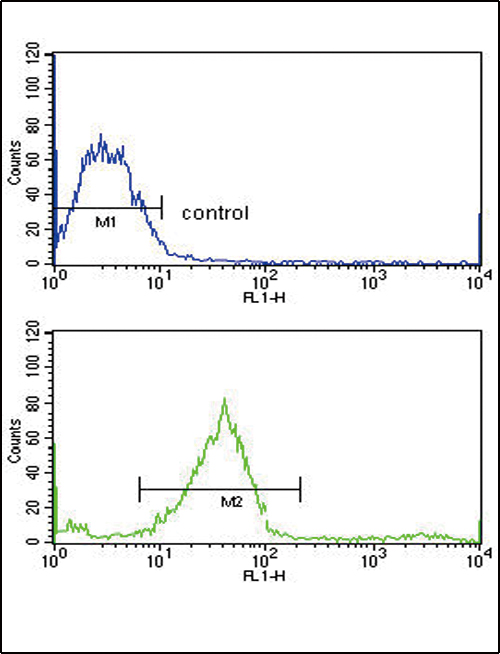 GALNT3 Antibody - GALNT3 Antibody flow cytometry of MCF-7 cells (bottom histogram) compared to a negative control cell (top histogram). FITC-conjugated goat-anti-rabbit secondary antibodies were used for the analysis.