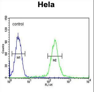 GALNT4 Antibody - GALNT4 Antibody flow cytometry of HeLa cells (right histogram) compared to a negative control cell (left histogram). FITC-conjugated goat-anti-rabbit secondary antibodies were used for the analysis.