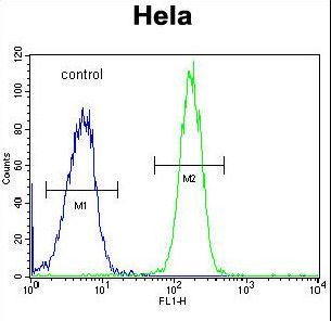 GALNT5 Antibody - GALNT5 Antibody flow cytometry of HeLa cells (right histogram) compared to a negative control cell (left histogram). FITC-conjugated goat-anti-rabbit secondary antibodies were used for the analysis.