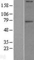 GALNT6 Protein - Western validation with an anti-DDK antibody * L: Control HEK293 lysate R: Over-expression lysate