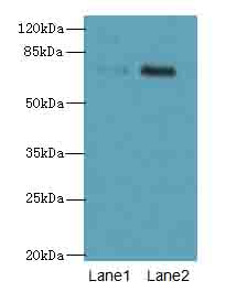 GALNT7 Antibody - Western blot. All lanes: GALNT7 antibody at 0.1 ug/ml. Lane 1: HeLa whole cell lysate. Lane 2: HepG-2 whole cell lysate. Secondary Goat polyclonal to Rabbit IgG at 1:10000 dilution. Predicted band size: 75 kDa. Observed band size: 75 kDa.