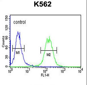 GALR1 / Galanin Receptor 1 Antibody - GALR1 Antibody flow cytometry of K562 cells (right histogram) compared to a negative control cell (left histogram). FITC-conjugated goat-anti-rabbit secondary antibodies were used for the analysis.