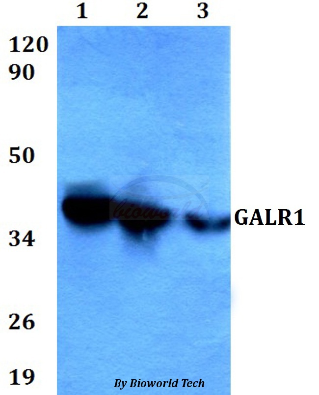 GALR1 / Galanin Receptor 1 Antibody - Western blot of GALR1 antibody at 1:500 dilution. Lane 1: HEK293T whole cell lysate. Lane 2: sp2/0 whole cell lysate. Lane 3: H9C2 whole cell lysate.