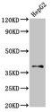 GALR1 / Galanin Receptor 1 Antibody - Positive Western Blot detected in HepG2 whole cell lysate. All lanes: GALR1 antibody at 2 µg/ml Secondary Goat polyclonal to rabbit IgG at 1/50000 dilution. Predicted band size: 39 KDa. Observed band size: 39 KDa