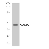 GALR2 / Galanin Receptor 2 Antibody - Western blot analysis of the lysates from HepG2 cells using GALR2 antibody.