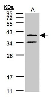 GALR2 / Galanin Receptor 2 Antibody - Sample (30 ug of whole cell lysate). A: A431. 12% SDS PAGE. GALR2 antibody diluted at 1:500