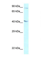 GALR2 / Galanin Receptor 2 Antibody - GALR2 antibody Western blot of A549 Cell lysate. Antibody concentration 1 ug/ml.  This image was taken for the unconjugated form of this product. Other forms have not been tested.