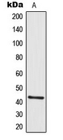 GALR2 / Galanin Receptor 2 Antibody - Western blot analysis of GALR2 expression in A431 (A) whole cell lysates.