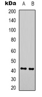 GALR2 / Galanin Receptor 2 Antibody - Western blot analysis of GALR2 expression in mouse brain (A); rat brain (B) whole cell lysates.