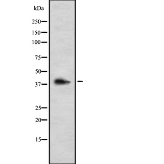 GALR3 / Galanin Receptor 3 Antibody - Western blot analysis GALR3 using K562 whole cells lysates