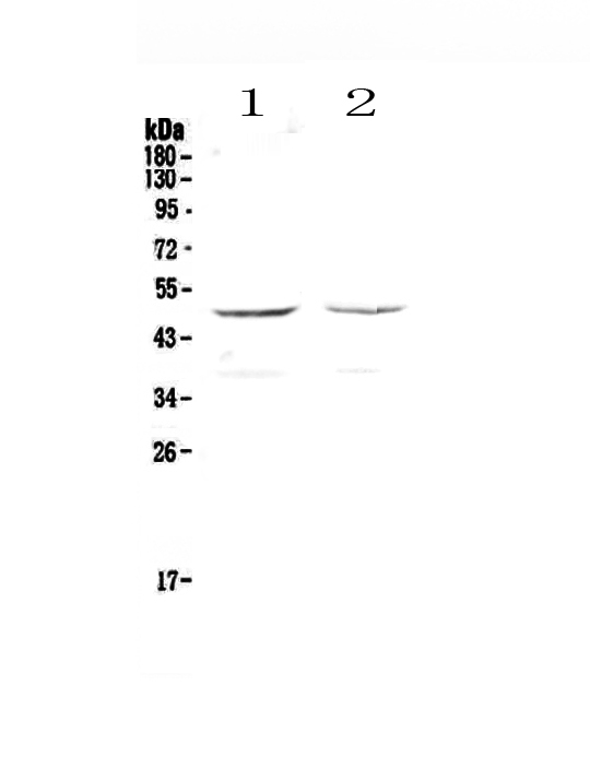 GALT Antibody - Western blot - Anti-GALT Picoband antibody