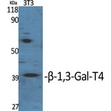 GALT4 / B3GALT4 Antibody - Western blot of beta-1,3-Gal-T4 antibody