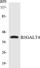 GALT4 / B3GALT4 Antibody - Western blot analysis of the lysates from 293 cells using B3GALT4 antibody.
