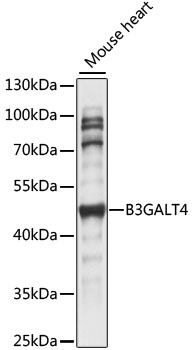 GALT4 / B3GALT4 Antibody - Western blot analysis of extracts of Mouse heart, using B3GALT4 antibody at 1:1000 dilution. The secondary antibody used was an HRP Goat Anti-Rabbit IgG (H+L) at 1:10000 dilution. Lysates were loaded 25ug per lane and 3% nonfat dry milk in TBST was used for blocking. An ECL Kit was used for detection and the exposure time was 10s.