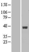 GALT4 / B3GALT4 Protein - Western validation with an anti-DDK antibody * L: Control HEK293 lysate R: Over-expression lysate