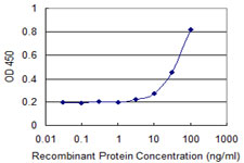 GAMT Antibody - Detection limit for recombinant GST tagged GAMT is 1 ng/ml as a capture antibody.