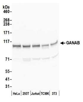 GANAB / Alpha Glucosidase II Antibody - Detection of human and mouse GANAB by western blot. Samples: Whole cell lysate (50 µg) from HeLa, HEK293T, Jurkat, mouse TCMK-1, and mouse NIH 3T3 cells prepared using NETN lysis buffer. Antibody: Affinity purified rabbit anti-GANAB antibody used for WB at 0.04 µg/ml. Detection: Chemiluminescence with an exposure time of 10 seconds.