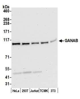 GANAB / Alpha Glucosidase II Antibody - Detection of human and mouse GANAB by western blot. Samples: Whole cell lysate (50 µg) from HeLa, HEK293T, Jurkat, mouse TCMK-1, and mouse NIH 3T3 cells prepared using NETN lysis buffer. Antibody: Affinity purified rabbit anti-GANAB antibody used for WB at 0.04 µg/ml. Detection: Chemiluminescence with an exposure time of 30 seconds.