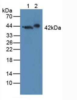 GAP43 Antibody - Western Blot; Sample: Lane1: Rat Brain Tissue; Lane2: Porcine Brain Tissue.