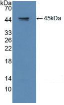 GAP43 Antibody - Western Blot; Sample: Recombinant GAP43, Human.