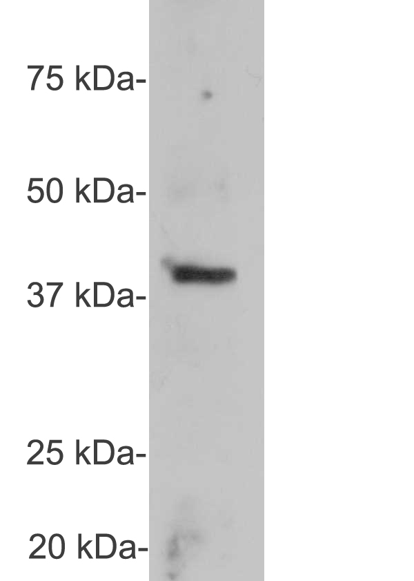 GAP43 Antibody - Western blots of homogenate of cow cerebellum stained with GAP43 antibody . A prominent band running at ~43kDa represents the full length GAP43.