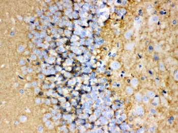 GAP43 Antibody - IHC-P: GAP43 antibody testing of rat brain tissue
