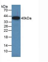 GAP43 Antibody - Western Blot; Sample: Recombinant GAP43, Rat.