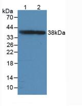 GAP43 Antibody - Western Blot; Sample: Lane1: Rat Brain Tissue; Lane2: Mouse Brain Tissue.