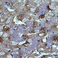 GAP43 Antibody - Immunohistochemical analysis of GAP43 staining in rat brain formalin fixed paraffin embedded tissue section. The section was pre-treated using heat mediated antigen retrieval with sodium citrate buffer (pH 6.0). The section was then incubated with the antibody at room temperature and detected using an HRP conjugated compact polymer system. DAB was used as the chromogen. The section was then counterstained with hematoxylin and mounted with DPX.