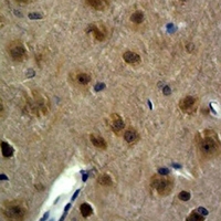 GAP43 Antibody - Immunohistochemical analysis of GAP43 staining in mouse brain formalin fixed paraffin embedded tissue section. The section was pre-treated using heat mediated antigen retrieval with sodium citrate buffer (pH 6.0). The section was then incubated with the antibody at room temperature and detected using an HRP conjugated compact polymer system. DAB was used as the chromogen. The section was then counterstained with hematoxylin and mounted with DPX.