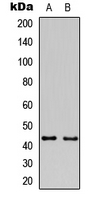 GAP43 Antibody - Western blot analysis of GAP43 expression in HeLa (A); mouse brain (B) whole cell lysates.