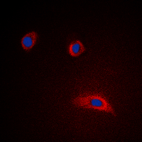 GAP43 Antibody - Immunofluorescent analysis of GAP43 staining in HeLa cells. Formalin-fixed cells were permeabilized with 0.1% Triton X-100 in TBS for 5-10 minutes and blocked with 3% BSA-PBS for 30 minutes at room temperature. Cells were probed with the primary antibody in 3% BSA-PBS and incubated overnight at 4 deg C in a humidified chamber. Cells were washed with PBST and incubated with a DyLight 594-conjugated secondary antibody (red) in PBS at room temperature in the dark. DAPI was used to stain the cell nuclei (blue).