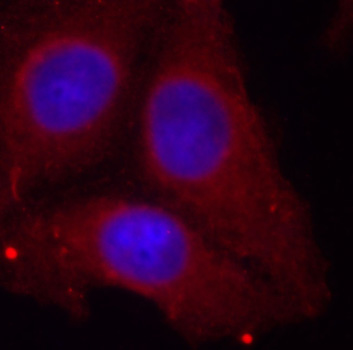 GAP43 Antibody - Immunofluorescence staining of methanol-fixed Hela cells.
