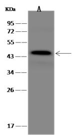 GAP43 Antibody - Anti-GAP43 rabbit polyclonal antibody at 1:500 dilution. Lane A: SH-SY5Y Whole Cell Lysate. Lysates/proteins at 30 ug per lane. Secondary: Goat Anti-Rabbit IgG (H+L)/HRP at 1/10000 dilution. Developed using the ECL technique. Performed under reducing conditions. Predicted band size: 25 kDa. Observed band size: 45 kDa.