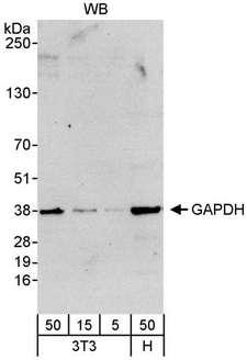 GAPDH Antibody - Detection of Human and Mouse GAPDH by Western Blot. Samples: Whole cell lysate from mouse NIH3T3 (5, 15 and 50 ug) and human HeLa (H; 50 ug) cells. Antibody: Affinity purified rabbit anti-GAPDH antibody used at 0.04 ug/ml. Detection: Chemiluminescence with an exposure time of 30 seconds.