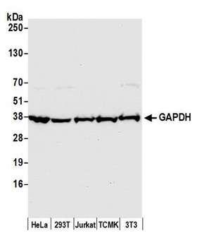 GAPDH Antibody - Detection of human and mouse GAPDH by western blot. Samples: Whole cell lysate (50 µg) from HeLa, HEK293T, Jurkat, mouse TCMK-1, and mouse NIH 3T3 cells prepared using NETN lysis buffer. Antibody: Affinity purified rabbit anti-GAPDH antibody used for WB at 0.04 µg/ml. Detection: Chemiluminescence with an exposure time of 10 seconds.