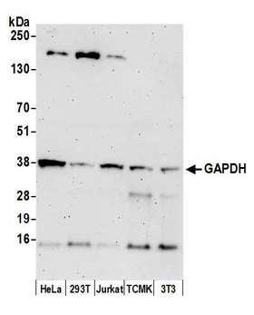 GAPDH Antibody - Detection of human and mouse GAPDH by WB of HeLa, HEK293T, Jurkat, TCMK-1, and NIH 3T3 lysate. Antibody: Mouse anti-GAPDH antibody [12G11]. Secondary: HRP-conjugated goat anti-mouse IgG (A90-116P).