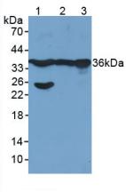 GAPDH Antibody - Western Blot; Sample: Lane1: Human Liver Tissue; Lane2: Mouse Liver Tissue; Lane3: Mouse Placenta Tissue.