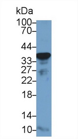 GAPDH Antibody - Western Blot; Sample: Mouse Placenta lysate; Primary Ab: 1µg/ml Rabbit Anti-Human GAPDH Antibody Second Ab: 0.2µg/mL HRP-Linked Caprine Anti-Rabbit IgG Polyclonal Antibody (Catalog: SAA544Rb19