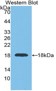GAPDH Antibody - Western blot of recombinant GAPDH.  This image was taken for the unconjugated form of this product. Other forms have not been tested.