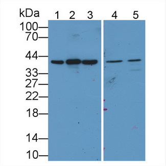 GAPDH Antibody - Western Blot; Sample: Recombinant protein.