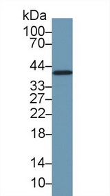 GAPDH Antibody - Western Blot; Sample: Human 293T cell lysate; Primary Ab: 0.25µg/ml Rabbit Anti-Human GAPDH Antibody Second Ab: 0.2µg/mL HRP-Linked Caprine Anti-Rabbit IgG Polyclonal Antibody