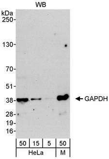 GAPDH Antibody - Detection of Human and Mouse GAPDH by Western Blot. Samples: Whole cell lysate from HeLa (5, 15 and 50 ug) and mouse NIH3T3 (M; 50 ug). Antibody: Affinity purified rabbit anti-GAPDH antibody used at 0.04 ug/ml. Detection: Chemiluminescence with an exposure time of 30 seconds.