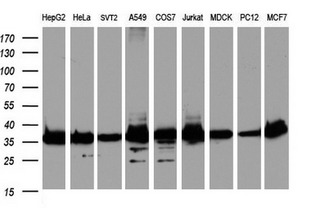 GAPDH Antibody - Western blot of extracts (35ug) from 9 different cell lines by using Rabbit Polyclonal anti-GAPDH antibody at 1:2000 dilution. (HepG2: human; HeLa: human; SVT2: mouse; A549: human; COS7: monkey; Jurkat: human; MDCK: canine; PC12: rat; MCF7: human).