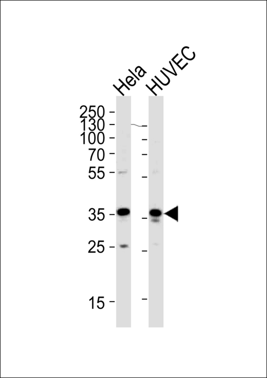 GAPDH Antibody - Western blot of lysates from HeLa,HUVEC cell line (from left to right),using GAPDH Antibody (C-term R248). Antibody was diluted at 1:1000 at each lane. A goat anti-rabbit IgG H&L (HRP) at 1:5000 dilution was used as the secondary antibody.Lysates at 35ug per lane.