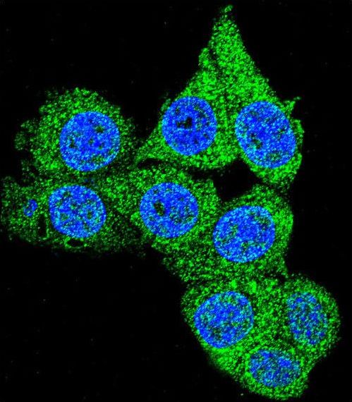 GAPDH Antibody - Confocal immunofluorescence of GAPDH Antibody (C-term R248) with HeLa cell followed by Alexa Fluor 488-conjugated goat anti-rabbit lgG (green). DAPI was used to stain the cell nuclear (blue).