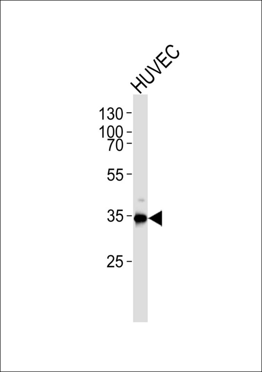 GAPDH Antibody - Western blot of lysate from HUVEC cell line with (DANRE) gapdh Antibody. Antibody was diluted at 1:1000. A goat anti-rabbit IgG H&L (HRP) at 1:5000 dilution was used as the secondary antibody. Lysate at 35 ug.