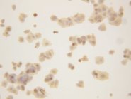 GAPDH Antibody -  This image was taken for the unconjugated form of this product. Other forms have not been tested.