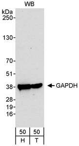 GAPDH Antibody - Detection of Human GAPDH by Western Blot. Samples: Whole cell lysate (50 ug) from HeLa (H) and 293T (50 ug) cells. Antibody: Affinity purified rabbit anti-GAPDH antibody used at 0.04 ug/ml. Detection: Chemiluminescence with an exposure time of 30 seconds.